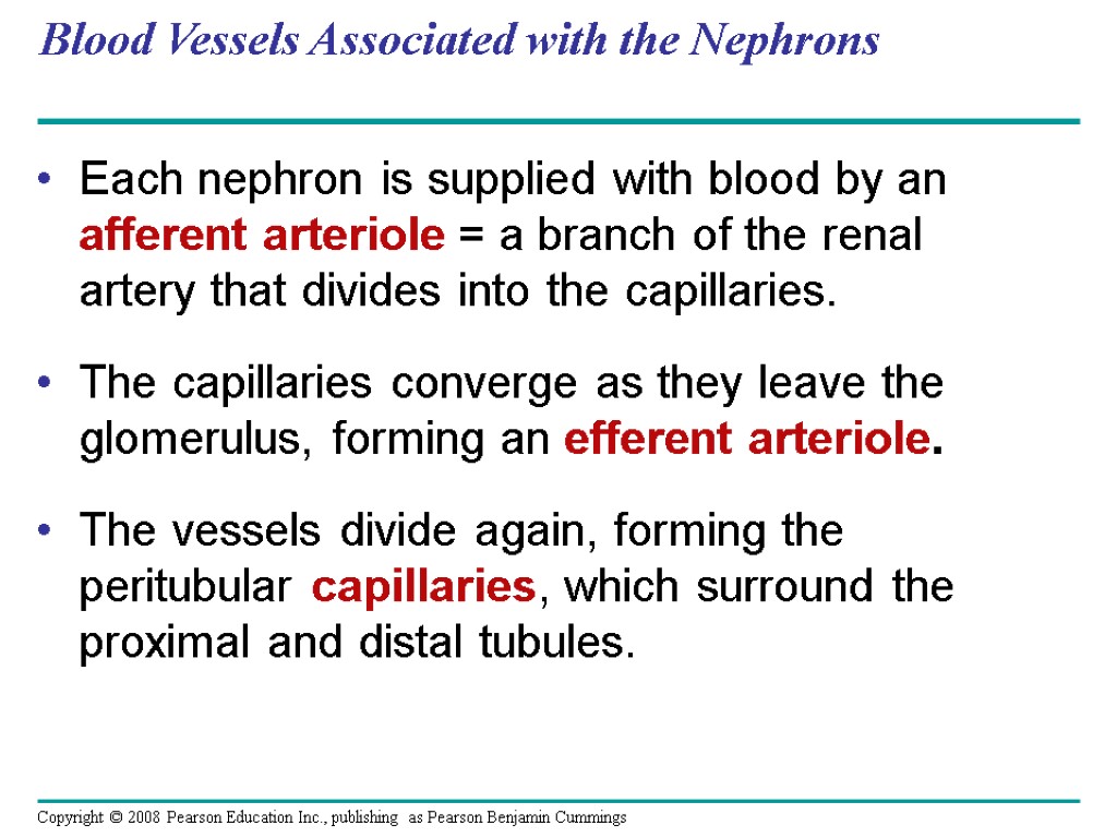 Blood Vessels Associated with the Nephrons Each nephron is supplied with blood by an